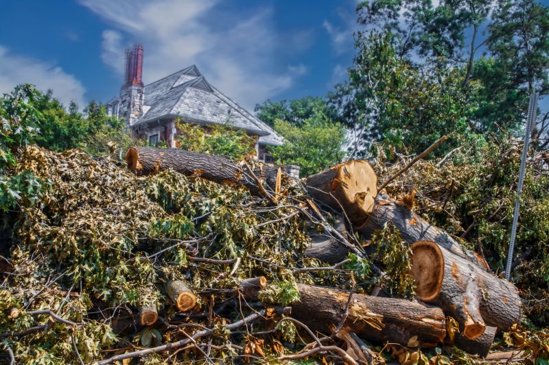 When To Get Tree Removals in Mount Juliet