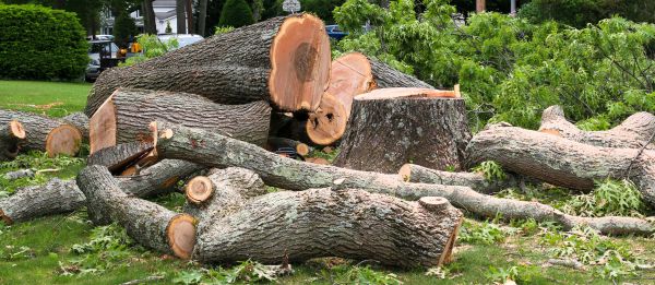 Large Tree Removal in Mount Juliet