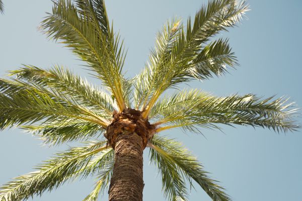 Palm Tree Removal in Mount Juliet