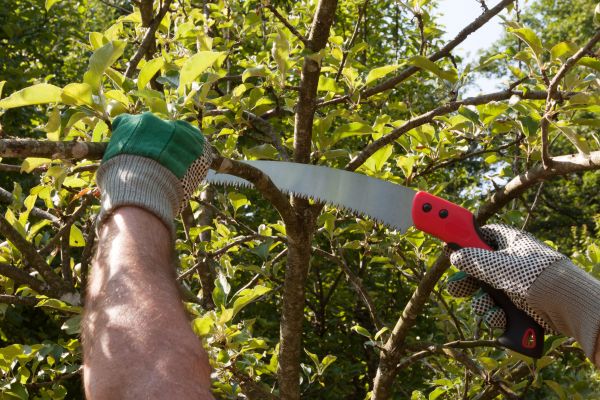 Small Tree Removal in Mount Juliet