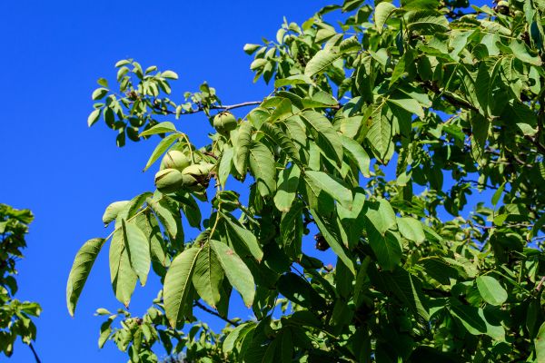 Cost of Walnut Tree Removal in Mount Juliet