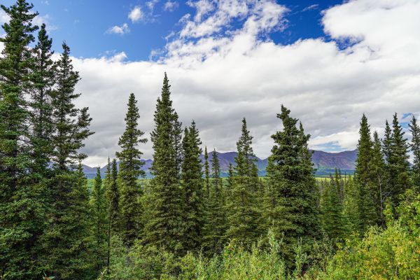 Cost of Spruce Tree Removal in Mount Juliet