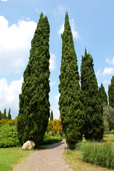 Cost of Cypress Tree Removal in Mount Juliet