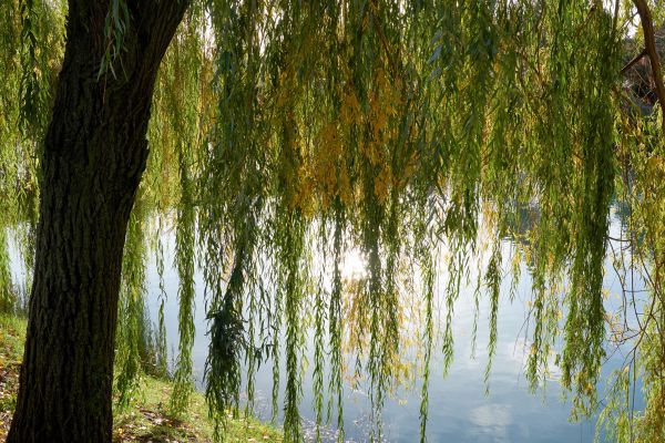 Cost of Willow Tree Removal in Mount Juliet