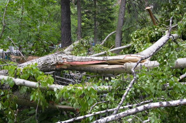 Cost of Birch Tree Removal in Mount Juliet