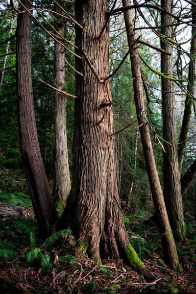 Cost of Cedar Tree Removal in Mount Juliet