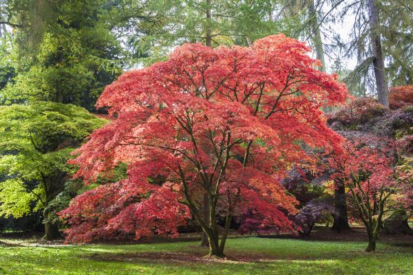 Cost of Maple Tree Removal in Mount Juliet