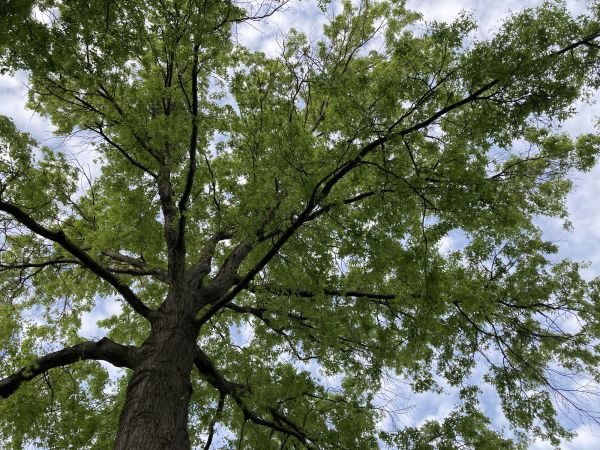 Cost of Oak Tree Removal in Mount Juliet