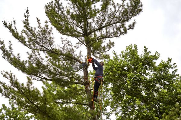 Cost of Pine Tree Removal in Mount Juliet