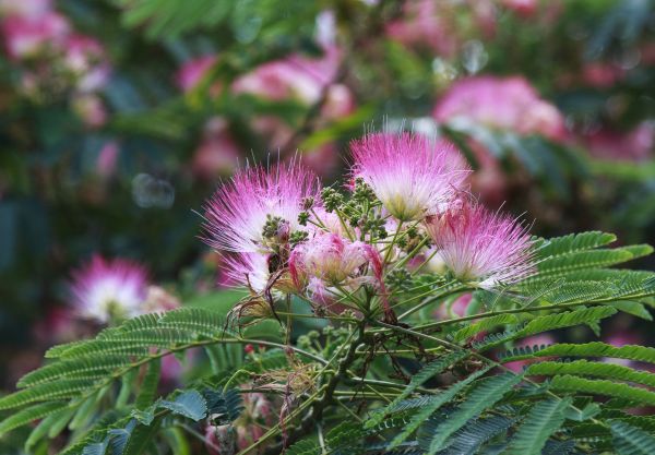 Cost of Mimosa Tree Removal in Mount Juliet