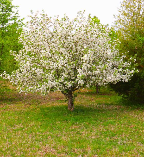 Cost of Dogwood Tree Removal in Mount Juliet