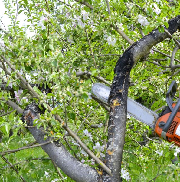 Cost of Apple Tree Removal in Mount Juliet