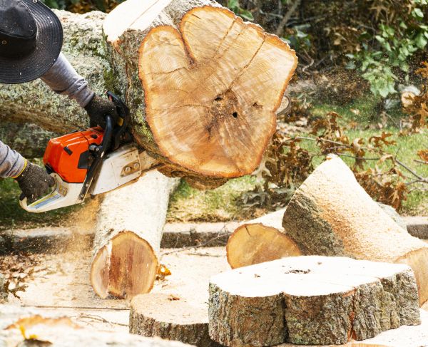 Tree Removal Service in Mount Juliet