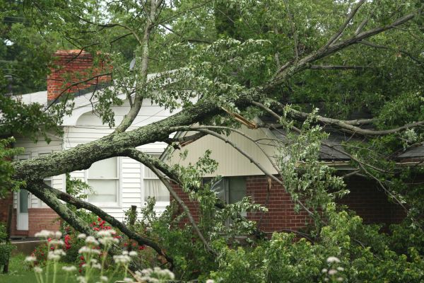 Emergency Tree Removal in Mount Juliet