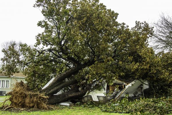 Fallen Tree Removal in Mount Juliet