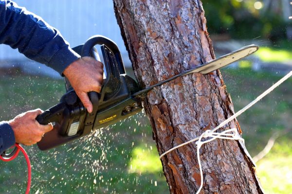 Dead Tree Removal in Mount Juliet