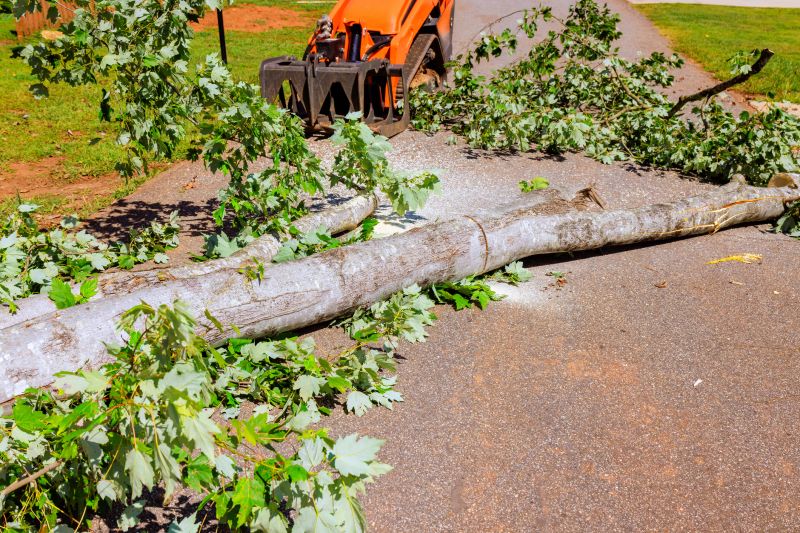 Tree Removal