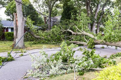 Fallen Tree Blockage