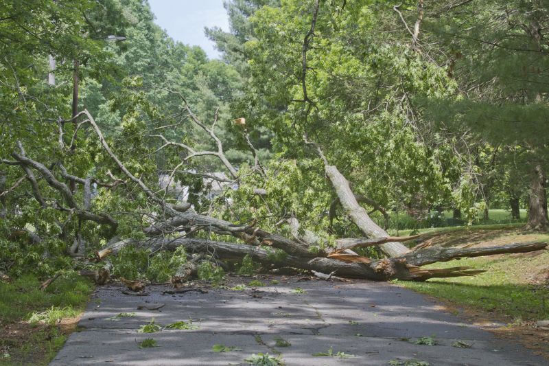 Uprooted Tree