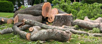 Summer Tree Removal