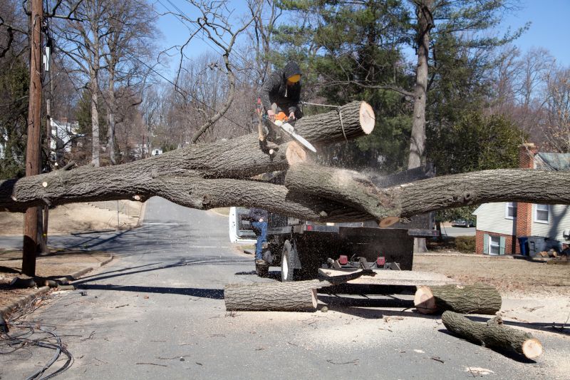 Tree Removal Crew Working