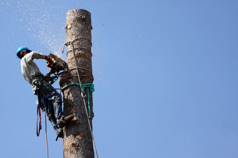 Safe Tree Cutting Procedures