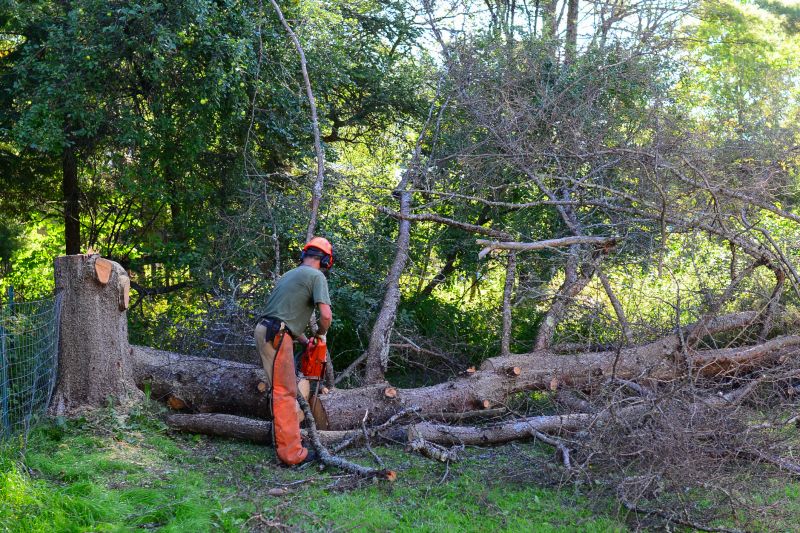 Tree Felling Techniques
