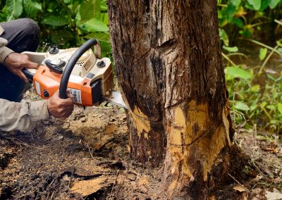 Tree Cutting in Progress